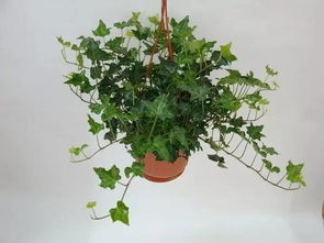 植物与人情味的连接