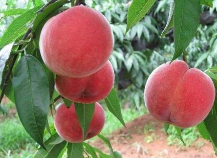 二、三环唑怎么用才对？