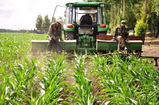 Zui佳喷药时间是傍晚六点以后