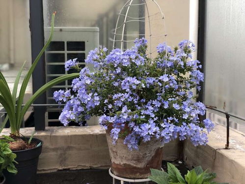 蓝雪花，养殖小贴士