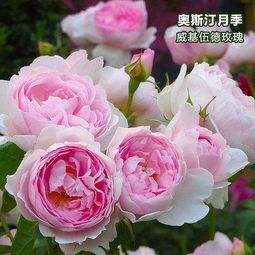 肥料种类， 要选对