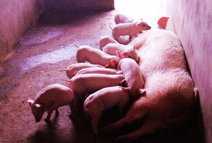 缩短母猪产程，降低仔猪死胎率