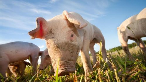 2024年中秋节前猪价会大幅上涨吗？还有希望节前大涨吗？