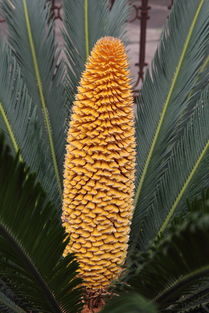 铁树开花，厄运与好运的传说