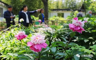 五月的花园，你有哪些花朵绽放呢？