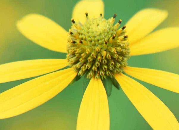 生长习性对比表