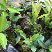 高产油茶树苗品种大全，哪种最适合种植