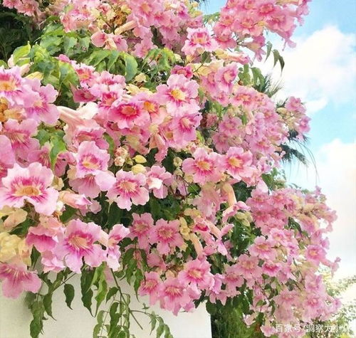 凌霄花的养护与管理