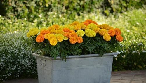 从园林师傅那里学到的三招