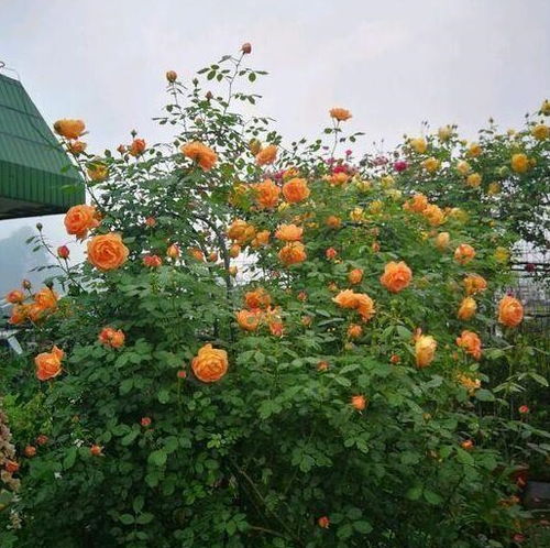 月季开花后如何修剪才能促其二次绽放