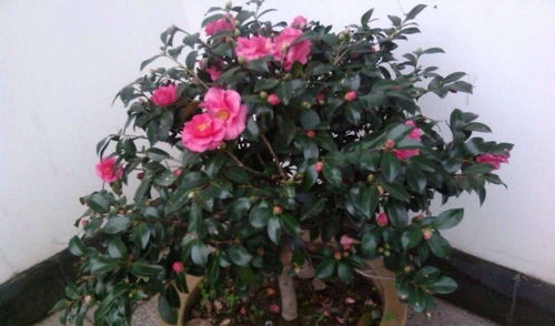 茶花养护心得分享
