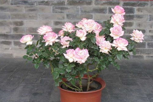 种植莫扎特月季的气候条件