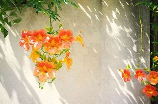 创业者与艺术领域中的凌霄花人格