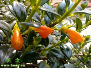 金鱼吊兰栽培指南：简单易学，快速成花！