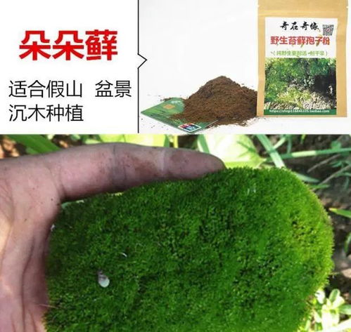 吸水石：水中的小精灵