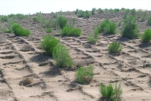 九、种子被鸟鼠偷吃怎么办？三防秘籍来帮忙