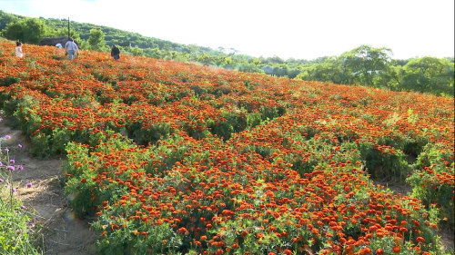 以花为媒， 以茶为魂，乡村振兴特色路