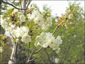 公园里的花花世界