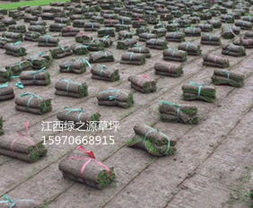 第一招：堪水文，选对草种