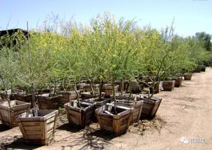 1. 黄月季：胜利的象征