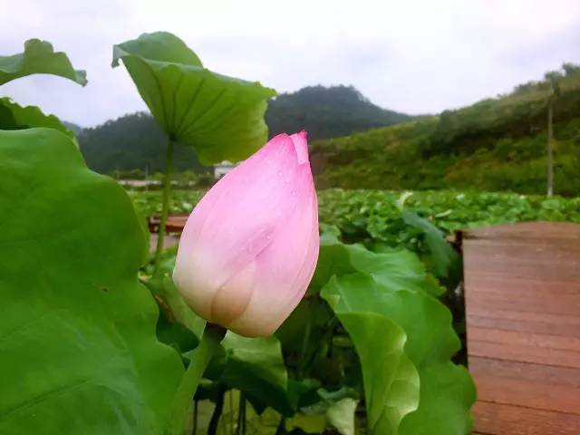 水库中荷花的栽培