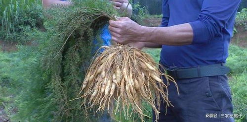 种子在10-25℃范围内发芽良好,10-15天出苗.当归为高山植物,要求凉爽、 湿润的气候条件,具有喜肥、怕涝、怕高温的特性,海拔低的地区栽培,不易越夏,气温过高易死亡。