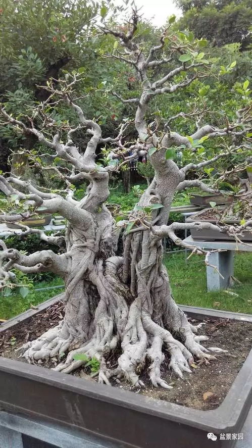 榕树盆景绑扎技巧，先固定主干