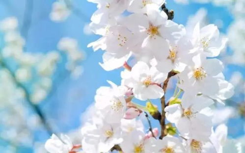 春天开的花有樱花、桃花，这篇赏花攻略快收藏
