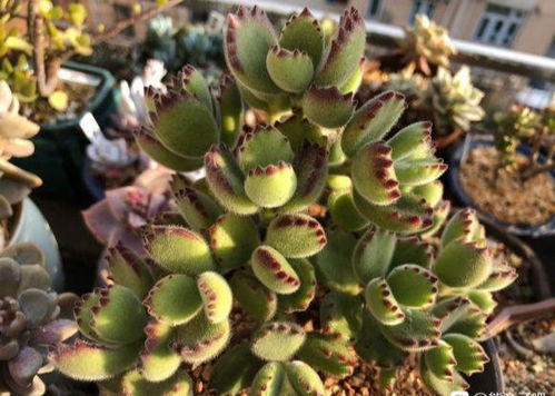 熊童子烂根危机:如何挽救濒危植物?