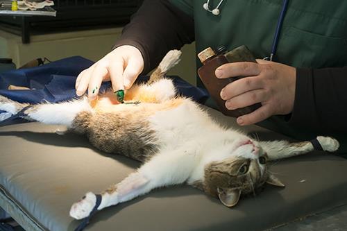 虎斑猫价格合理区间是多少？如何判断一只虎斑猫的售价是否公道？