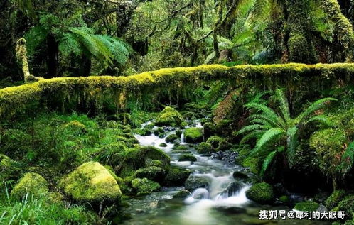 蛇根木盛产于热带雨林，花色斑斓