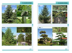 华北地区园林的特色植物