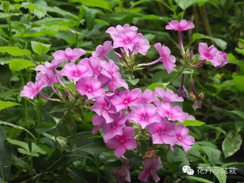 宿根福禄考， 让花园四季如春的秘密武器