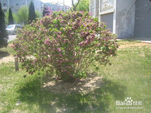 木本植物亩产如何