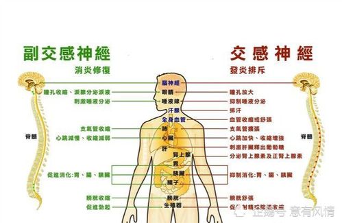 植物神经功能紊乱有哪些症状？中医教你快速识别