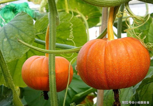 “花海秘籍：南瓜种植时间与管理技巧，一招get！”
