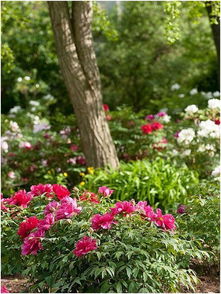 花园设计的色彩搭配技巧