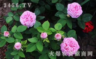 那花儿叫啥？花语是啥呢？