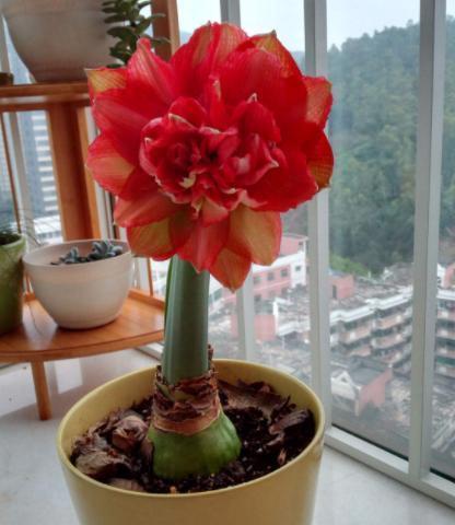 罗勒、 太阳花，夏日种植新宠