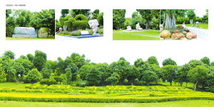 创森行动的成果