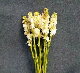 球根花冬季如何保存？