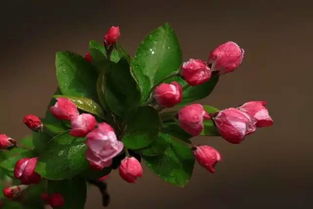 那年的海棠， 一场未了的春梦