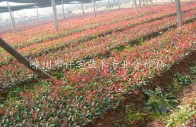 惯与绿化苗木供应地址的小秘密