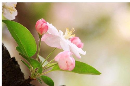 剪枝工具， 得挑好的