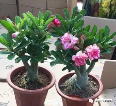 小丽花养不活？试试这些养殖方法