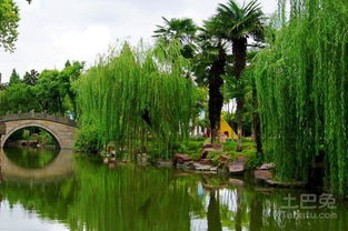 市场前景堪好的苗木