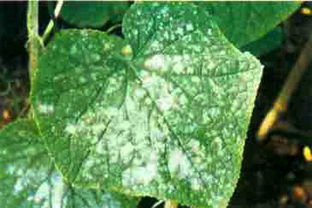 无公害防治，平安又健康