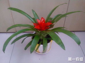 鸿运当头养护小秘籍， 让你的花朵红艳似火