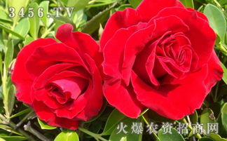 9、 移栽的时机：适时的成长之旅