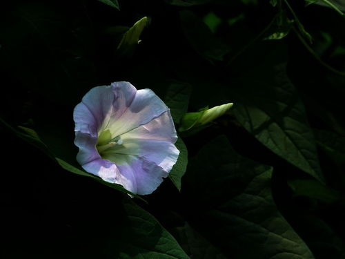 牵牛花的繁殖，简单又实用